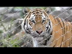 3.0 Mm Stainless Steel Wire Rope Mesh 38 X 38 Mm For Safety Protection